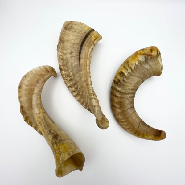 6" Ram Horn, Blonde Horn, Natural Horn, Animal Horn, Horn Decor, Costume Horn, Viking, Cosplay Horn, Twisted Horn, RH01, Sheep Horn
