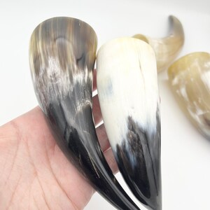 4-6 Water Buffalo Horn, Polished Horn, Longhorn Tip, Steer Horn Tusk, Marble Horn, Natural Horn, Carving Horn, Hollow, Display, Cow, MHN56 image 2