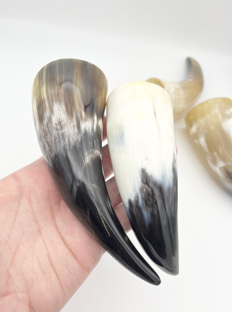 4-6 Water Buffalo Horn, Polished Horn, Longhorn Tip, Steer Horn Tusk, Marble Horn, Natural Horn, Carving Horn, Hollow, Display, Cow, MHN56 image 2