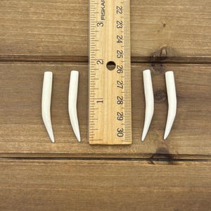 May include: Four smooth, curved, white horn-shaped pieces arranged in two pairs on either side of a wooden Fiskars ruler. The ruler shows the pieces measure approximately 1.5 inches in length. The objects have a tapered, pointed end.