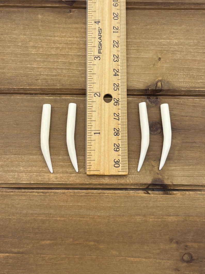 May include: Four smooth, curved, white horn-shaped pieces arranged in two pairs on either side of a wooden Fiskars ruler. The ruler shows the pieces measure approximately 1.5 inches in length. The objects have a tapered, pointed end.