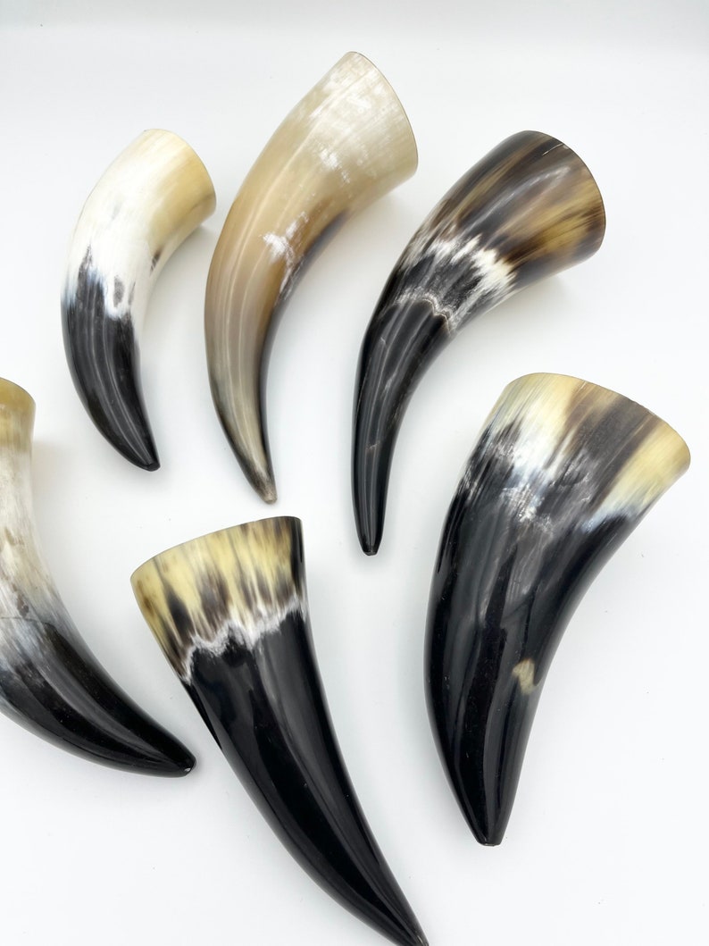 4-6 Water Buffalo Horn, Polished Horn, Longhorn Tip, Steer Horn Tusk, Marble Horn, Natural Horn, Carving Horn, Hollow, Display, Cow, MHN56 image 4