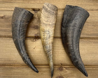 4-9" Goat Horn Tips, Black GoatHorn, Natural Horn, Animal Horn, Horn Decor, Costume Horn, Viking, Drinking Horn, Twisted Horn, GH01