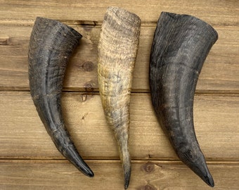 4-6" Goat Horn Tip, Black GoatHorn, Natural Horn, Animal Horn, Horn Decor, Costume Horn, Viking, Drinking Horn, Twisted Horn, GH01