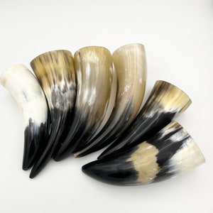 4-6 Water Buffalo Horn, Polished Horn, Longhorn Tip, Steer Horn Tusk, Marble Horn, Natural Horn, Carving Horn, Hollow, Display, Cow, MHN56 image 3