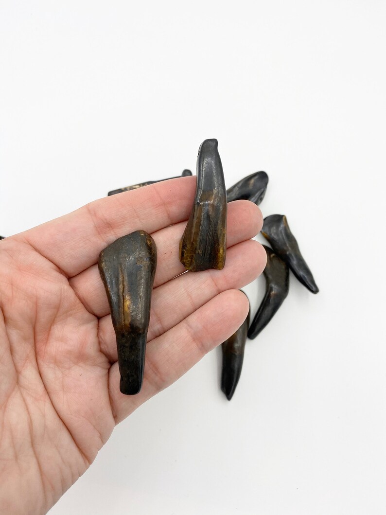 5pc Water Buffalo Teeth Bone Tooth Bone Beads Tooth Etsy