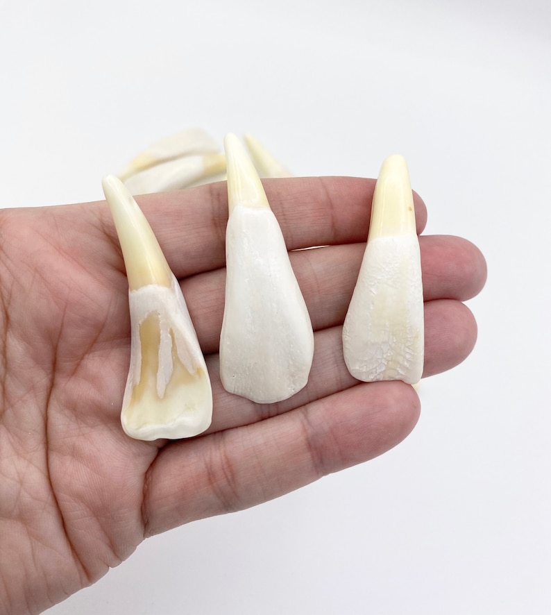 5pc Water Buffalo Teeth Bone Tooth Bone Beads Tooth Etsy