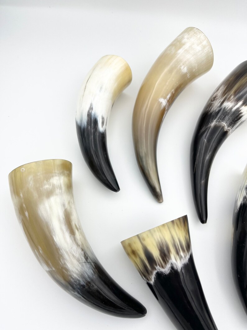 4-6 Water Buffalo Horn, Polished Horn, Longhorn Tip, Steer Horn Tusk, Marble Horn, Natural Horn, Carving Horn, Hollow, Display, Cow, MHN56 image 9