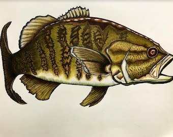 Small Mouth Bass: Lake inspired colored pencil art - Print