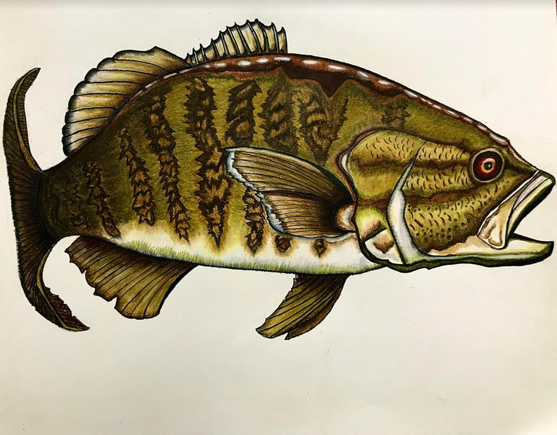 Small Mouth Bass: Lake inspired colored pencil art Print image 1