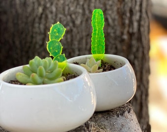 Cactus prickers - potted plant decorations