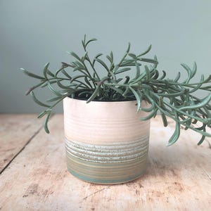 May include: A small, cylindrical ceramic plant pot with a light beige top and a horizontal stripe of green and beige near the base. It contains a green trailing plant with thin, needle-like leaves. The background is a muted green.
