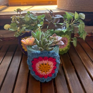 Puede incluir: Tres pequeñas plantas en macetas en coloridos recipientes de ganchillo hechos a mano. Los recipientes son azules, morados y verdes, cada uno con un diseño floral en el centro. Las plantas tienen hojas verdes y moradas, y algunas tienen pequeñas flores rosas.
