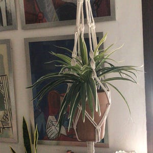 Könnte beinhalten: Ein hängender Makramee-Pflanzenhalter mit einer Topfpflanze. Die Pflanze hat lange, grün-weiß gestreifte Blätter. Das Makramee ist aus weißem Seil gefertigt und hängt von der Decke. Der Topf hat eine hellbraune Farbe.