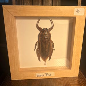 Giant Asian Water Bug
