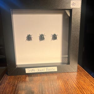 May include: A square black shadow box frame containing three preserved dark metallic jewel beetles mounted on a white background. A small white label in the top right corner displays the number 46, and a white strip at the bottom reads Triple Jewel Beetle.
