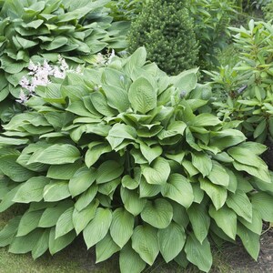 Op de afbeelding: Een grote groene hosta plant met grote, brede bladeren. De plant staat in een tuin met andere planten op de achtergrond.