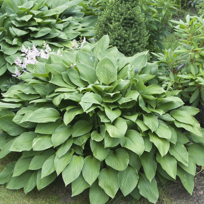 Op de afbeelding: Een grote groene hosta plant met grote, brede bladeren. De plant staat in een tuin met andere planten op de achtergrond.