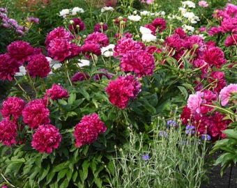 Op de afbeelding: Een levendige tuinscène vol weelderige, bloeiende pioenrozen in tinten diep roze en magenta. Witte en lichtroze bloemen zijn verspreid tussen de pioenrozen, met groen gebladerte en een bakstenen muur op de achtergrond. Enkele blauwe bloemen zijn ook zichtbaar.