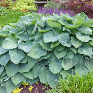 May include: A large clump of blue-green hosta plants with large, heart-shaped leaves. The leaves have a slightly textured surface and are covered in small water droplets.