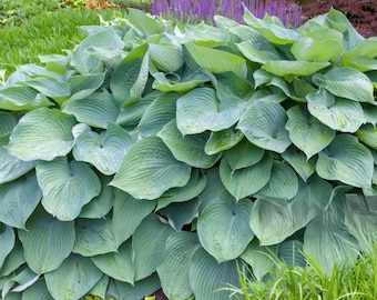 May include: A large clump of blue-green hosta plants with large, heart-shaped leaves. The leaves have a slightly textured surface and are covered in small water droplets.