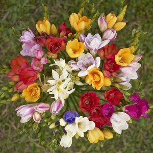 May include: A bouquet of colorful freesia flowers in shades of red, orange, yellow, white, purple, and pink. The flowers are arranged in a circular pattern, with the stems pointing outwards.