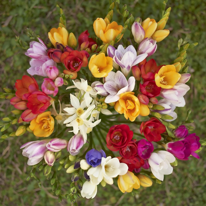 May include: A bouquet of colorful freesia flowers in shades of red, orange, yellow, white, purple, and pink. The flowers are arranged in a circular pattern, with the stems pointing outwards.