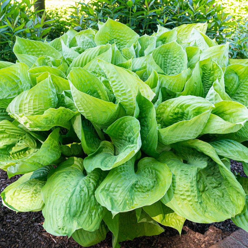 Giant Hosta Perennial Mix 3 Bare Roots Large Blue-green and Yellow ...