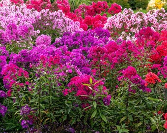 Grand Garden Phlox Flowers - 3, 6, 12 Bare Roots - Vibrant Red, Pink, White Fragrant Blooms- Spring Perennial - Attracts Bees & Butterflies