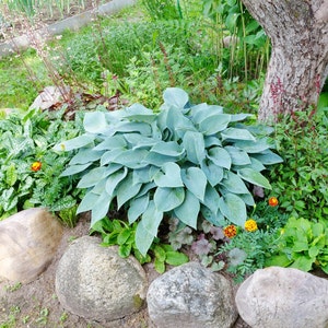 Op de afbeelding: Een close-up van een grote, blauwgroene hosta plant met grote, puntige bladeren. De plant groeit in een tuin met stenen en andere planten eromheen.