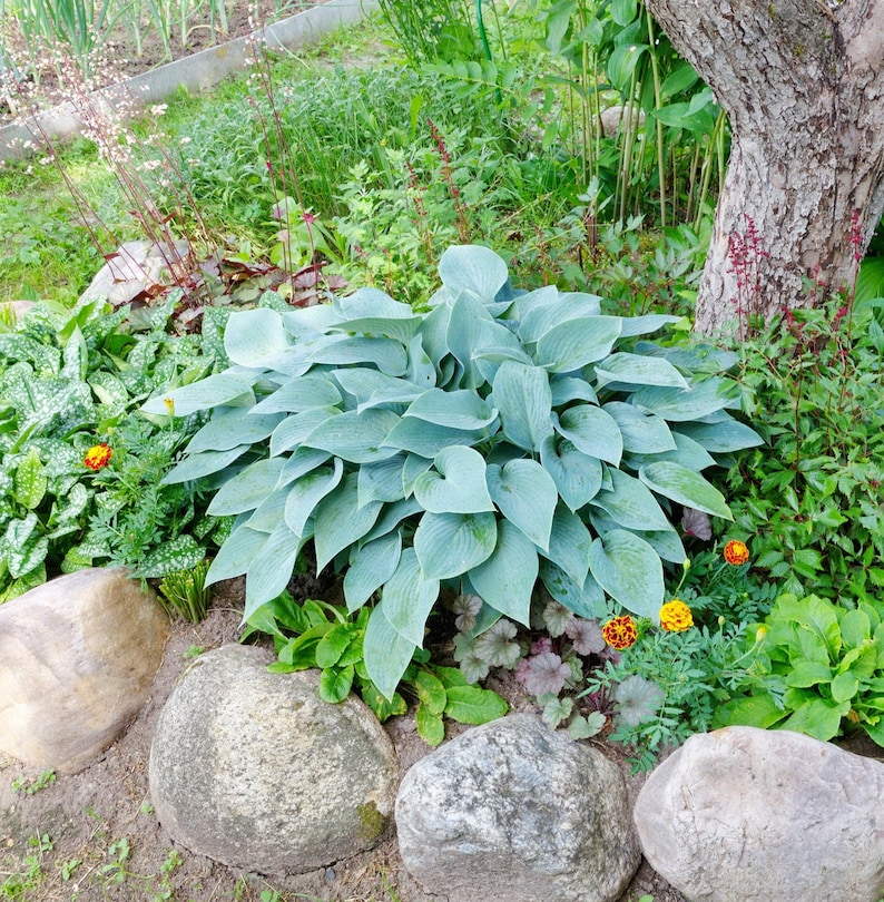 Op de afbeelding: Een close-up van een grote, blauwgroene hosta plant met grote, puntige bladeren. De plant groeit in een tuin met stenen en andere planten eromheen.