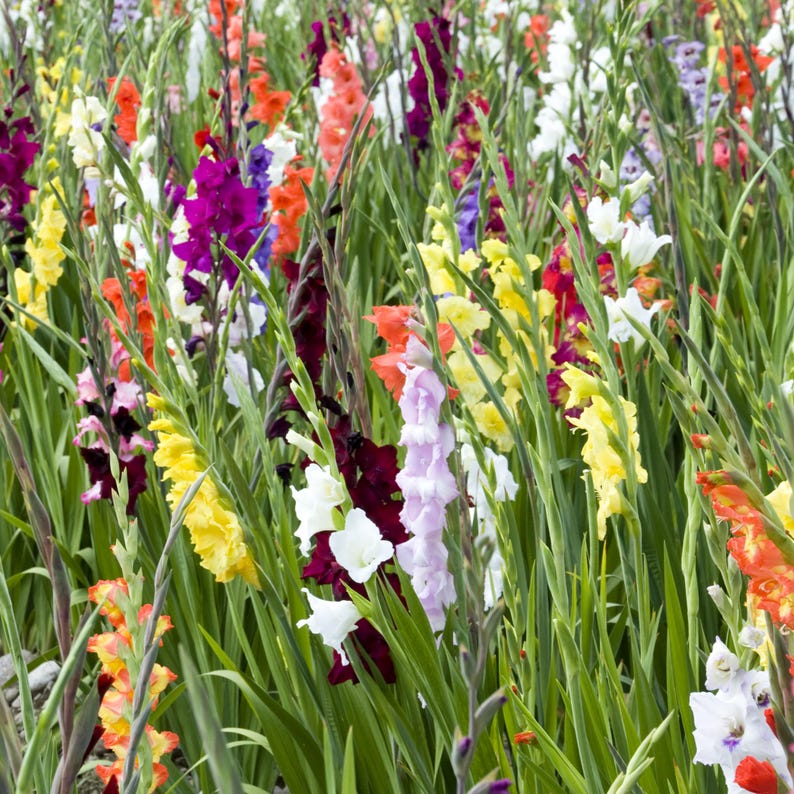 MyCreativeProducts Gladiolus - Thumbnail 4