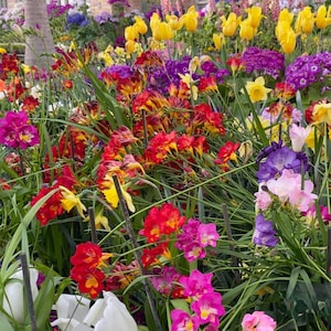 May include: A vibrant flower garden with a variety of colorful blooms, including red, yellow, pink, purple, and white flowers. The flowers are arranged in a lush, green garden setting.