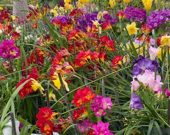 Op de afbeelding: Een levendige tuin met een dichte verzameling kleurrijke bloemen, waaronder gele tulpen, paarse primula's en veelkleurige fresia's in tinten rood, oranje, roze en violet, allemaal ondersteund door dunne groene stengels en bladeren.