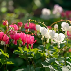 Pink or White Bleeding Heart Flowers - 2 or 6 Bare Roots - Attracts Butterflies & Bees - Spring Garden Perennial Unique Heart Shaped Blooms