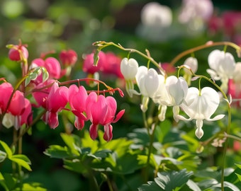 Pink or White Bleeding Heart Flowers - 2 or 6 Bare Roots - Attracts Butterflies & Bees - Spring Garden Perennial Unique Heart Shaped Blooms