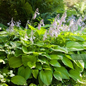 Best Deal - 6 Pack Hosta Bare Roots Hardy Heart-Shaped Plants - Perennial Rich Green Foliage, Low Maintenance, Great Garden Gift, Fast Ship! afbeelding 3