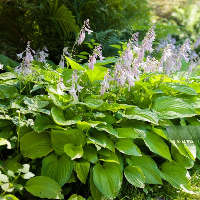 Best Deal - 6 Pack Hosta Bare Roots Hardy Heart-Shaped Plants - Perennial Rich Green Foliage, Low Maintenance, Great Garden Gift, Fast Ship! afbeelding 3