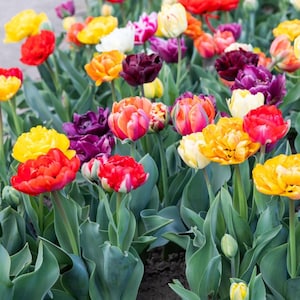 May include: A vibrant field of colorful tulips in full bloom. The flowers display a variety of colors, including red, yellow, orange, purple, and white. The petals are layered and textured, with green leaves providing a backdrop.