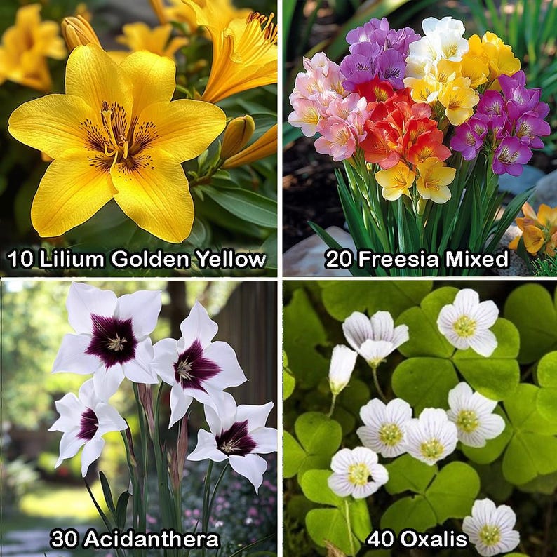 May include: Four different types of flower bulbs: 10 Lilium Golden Yellow, 20 Freesia Mixed, 30 Acidanthera, and 40 Oxalis. Each bulb type is shown in a separate square with a close-up of the flowers.