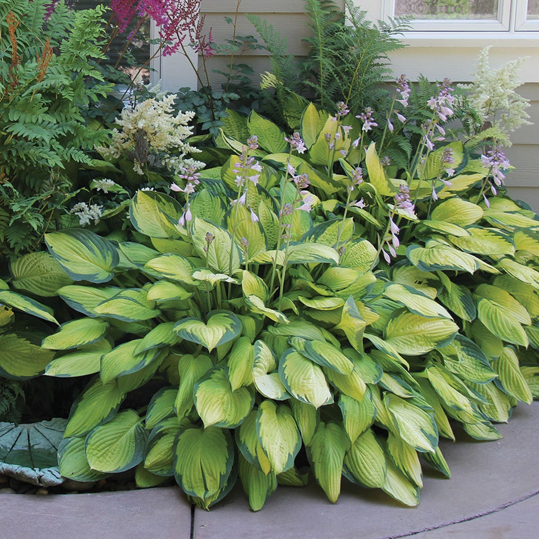 Mixed Heartshaped Hosta Plants 6 Pack Bare Roots Perennial Rich Green