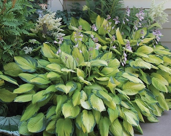May include: A large green and yellow hosta plant with white flowers growing in a garden setting.