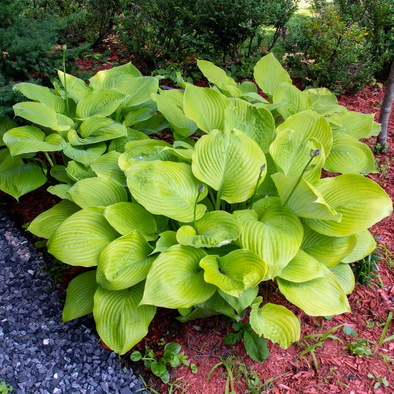 Giant Hosta Perennial Mix 3 Bare Roots Large Blue-green and Yellow ...