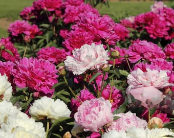 Mixed Colorful Peonies-4, 8, 12 Bulbs-Red, White, Pink Fragrant Flowers-Easy to Grow Garden Perennial, Attracts Butterflies & Bees