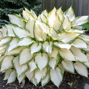 BESTSELLER - 3 White Feather Hosta Bare Roots Plants - Hardy and Shade Tolerant Low Maintenance Perfect for Landscape & Garden - Great Gift!