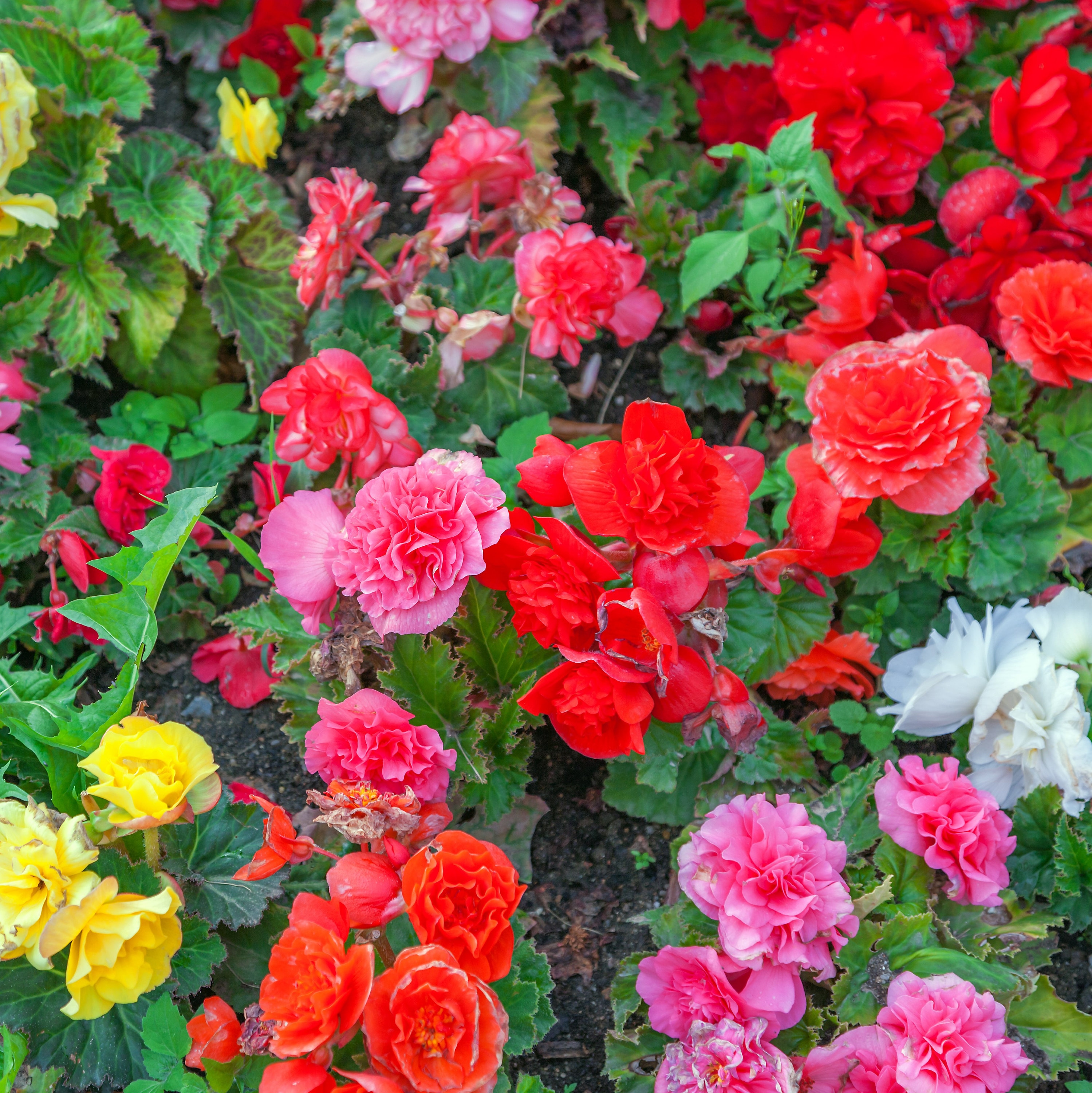 Giant Colorful Mix Begonias-3, 6 or 12 Bulbs- Red, White, Yellow, Pink