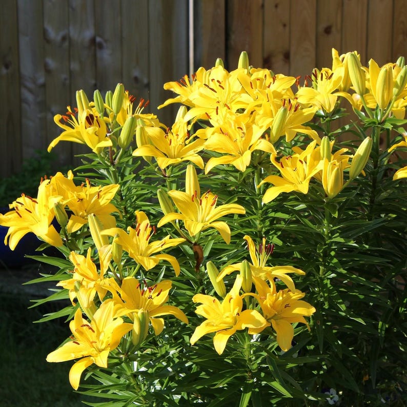 May include: A cluster of bright yellow lilies in full bloom, with green leaves and stems. The lilies are arranged in a dense group, creating a vibrant display of color.