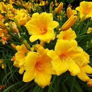 May include: A close-up of a cluster of bright yellow daylilies in full bloom. The flowers are surrounded by green foliage.