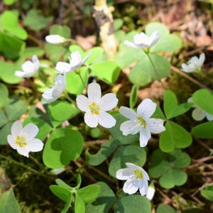 May include: A close-up of white wood sorrel flowers blooming in a patch of green clover.