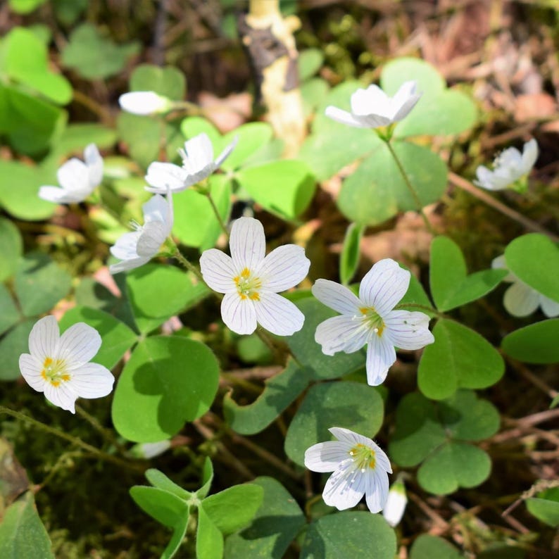 May include: A close-up of white wood sorrel flowers blooming in a patch of green clover.